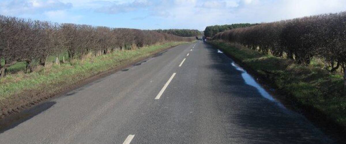 A rural road flanked by rows of trees and a clear blue sky.