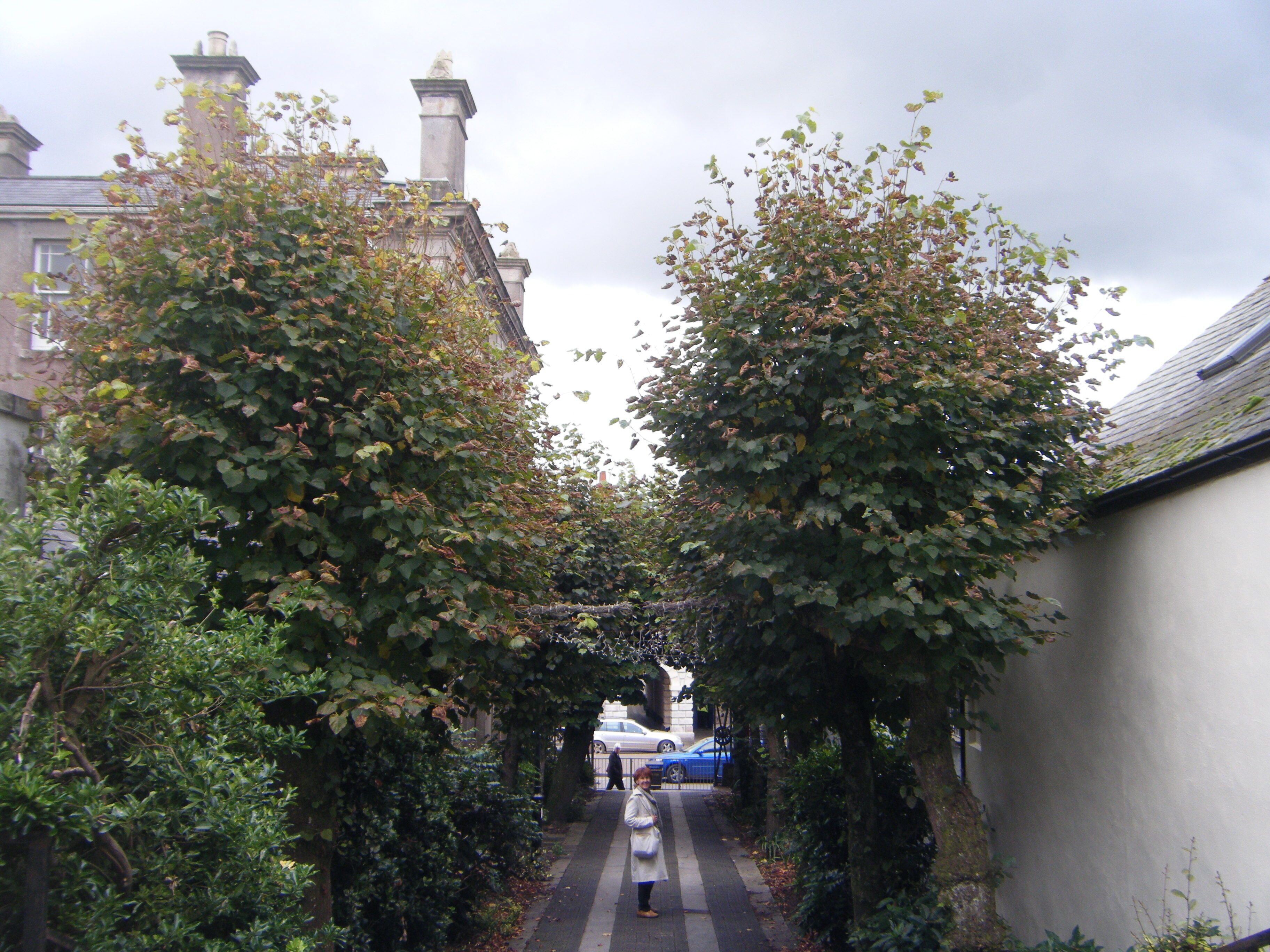 Tree-lined entrance to the 16th Century Perpendicular South Molton Church, North Devon, 09/12.