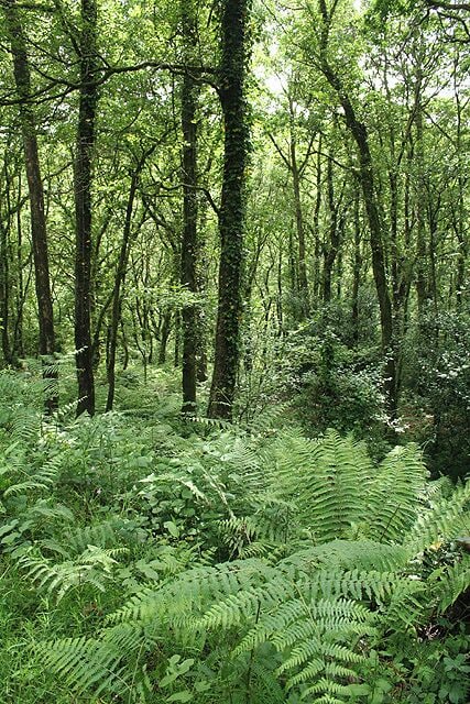 North Molton: South Wood Looking south-south-west
