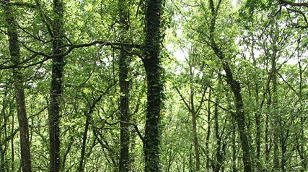 North Molton: South Wood Looking south-south-west