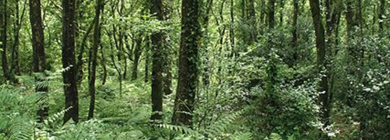 Un bosque denso con árboles altos y helechos verdes exuberantes.