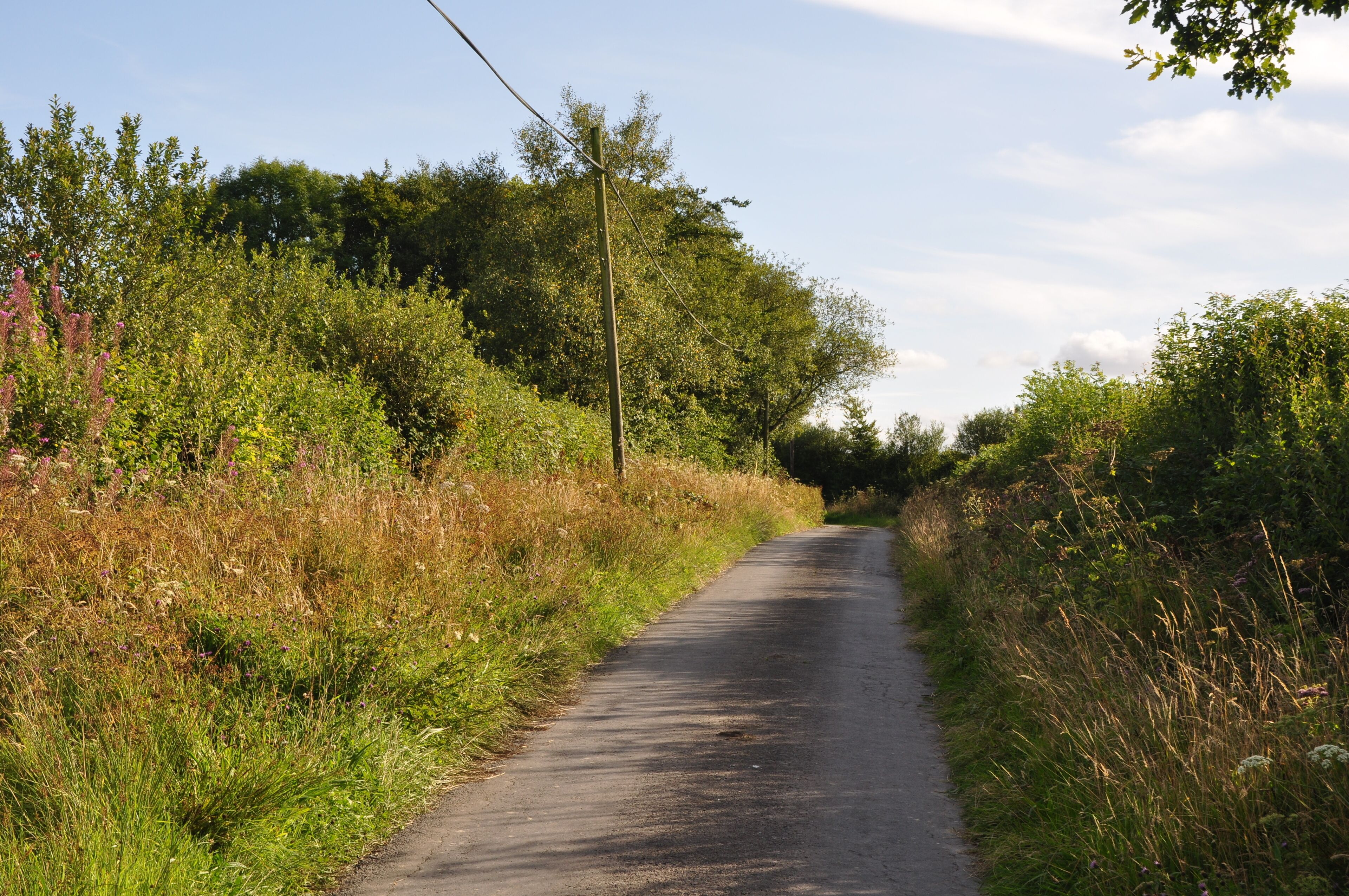 North Devon : Country Lane