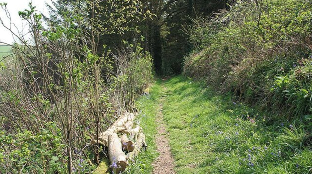 Kings Nympton: footpath above New Mill The path runs up the Little Silver valley to Kempstown and Romansleigh. Looking south east