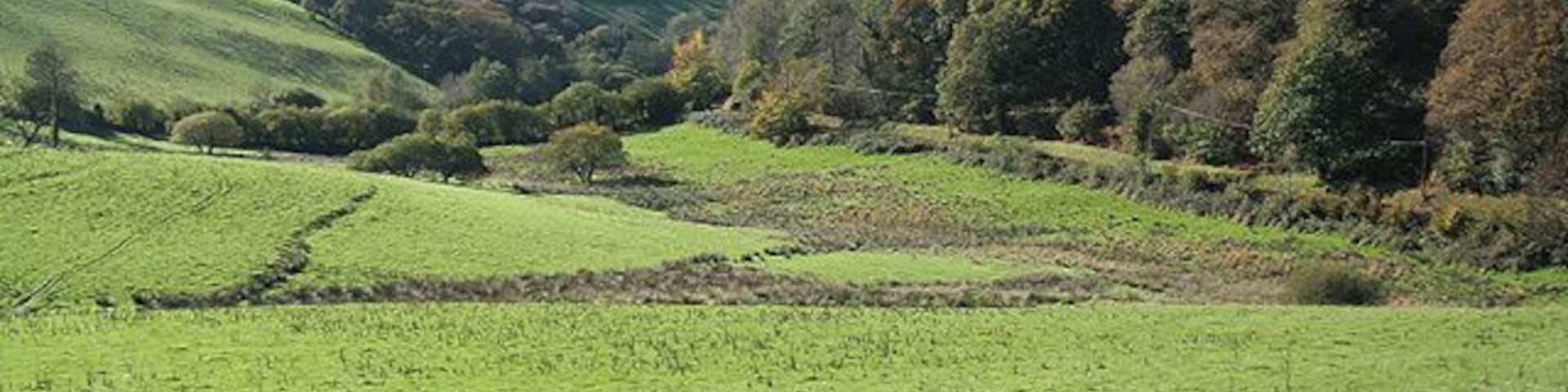 Twitchen: valley near Burch Looking south west with Pulham Wood on the right. The lane beneath the wood doubles as a public footpath to Burch and Marledge
