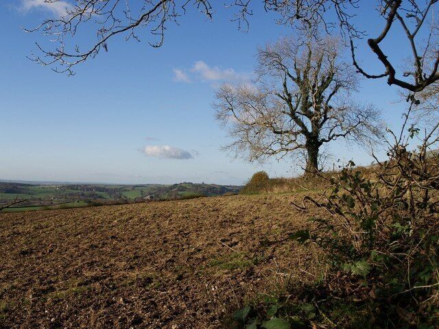 Tree and field above Aller Cross. A view through the field boundary shown in 620564, showing the other field boundary referred to in that description. I think the tree is an ash. In the distance is 82804 and its grounds.