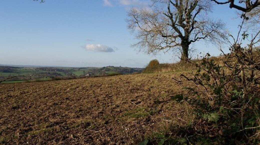 Tree and field above Aller Cross. A view through the field boundary shown in 620564, showing the other field boundary referred to in that description. I think the tree is an ash. In the distance is 82804 and its grounds.