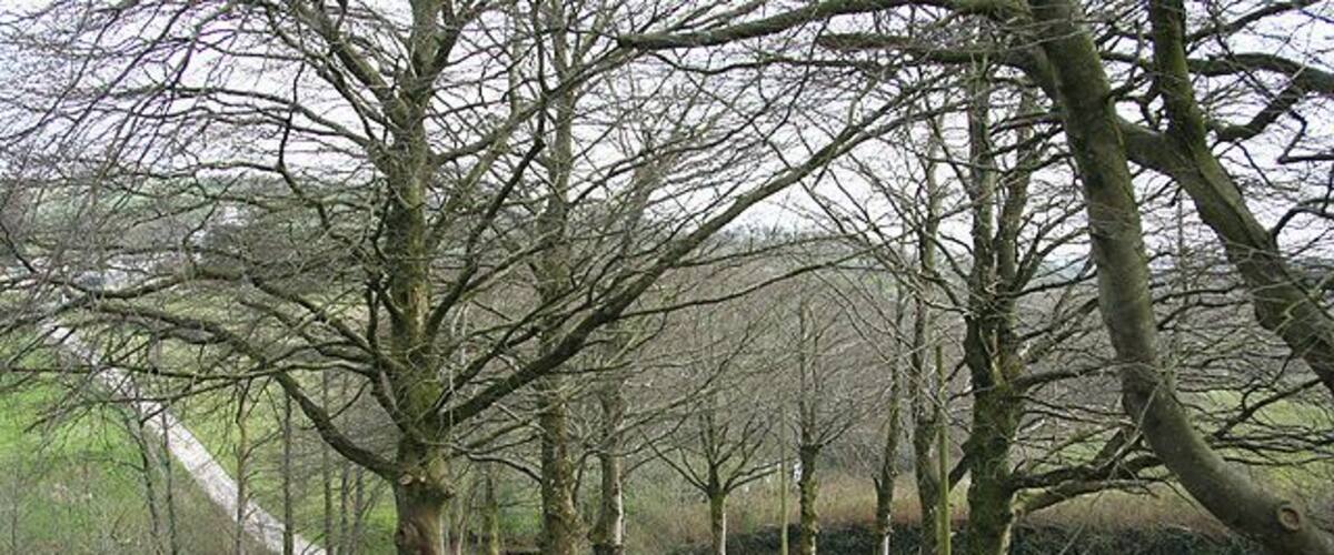 A narrow, winding country road flanked by leafless trees and patches of snowdrops.