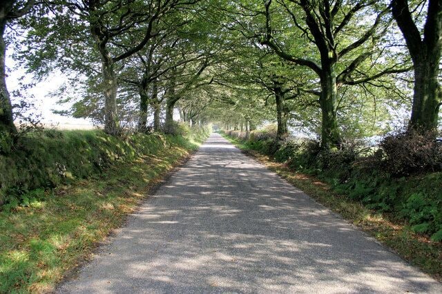 Tree lined road to East Anstey Common Beech trees line the road on a sunny September day.