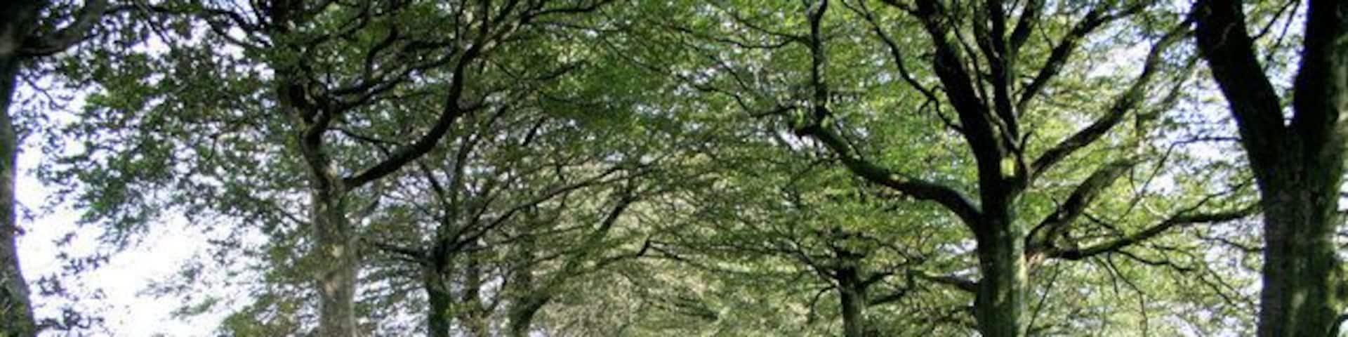 Tree lined road to East Anstey Common Beech trees line the road on a sunny September day.