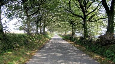 A narrow, tree-lined road with dense foliage on both sides.