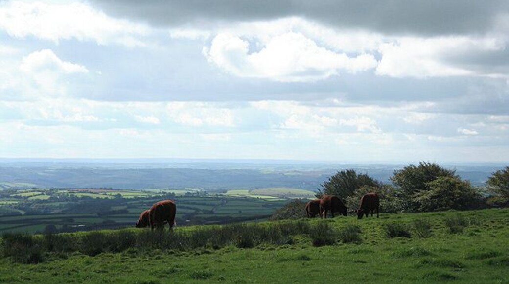 Twitchen: near Twitchen Ball Corner Looking south west below the North Molton Ridge