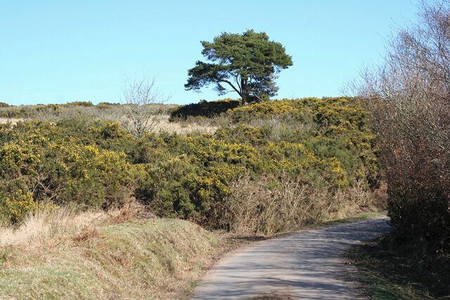 West Anstey: near Woodland Common. Looking east