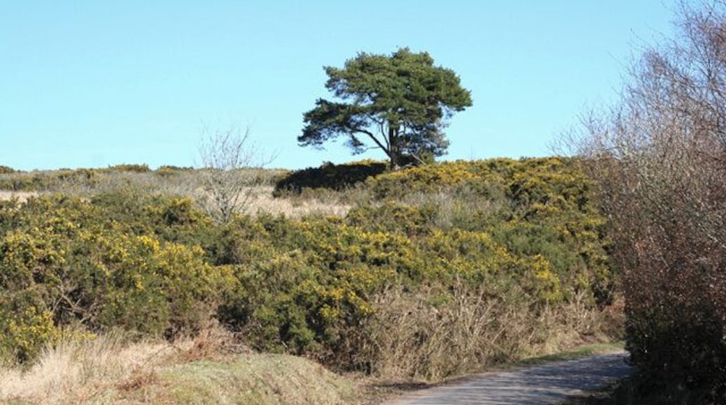 West Anstey: near Woodland Common. Looking east