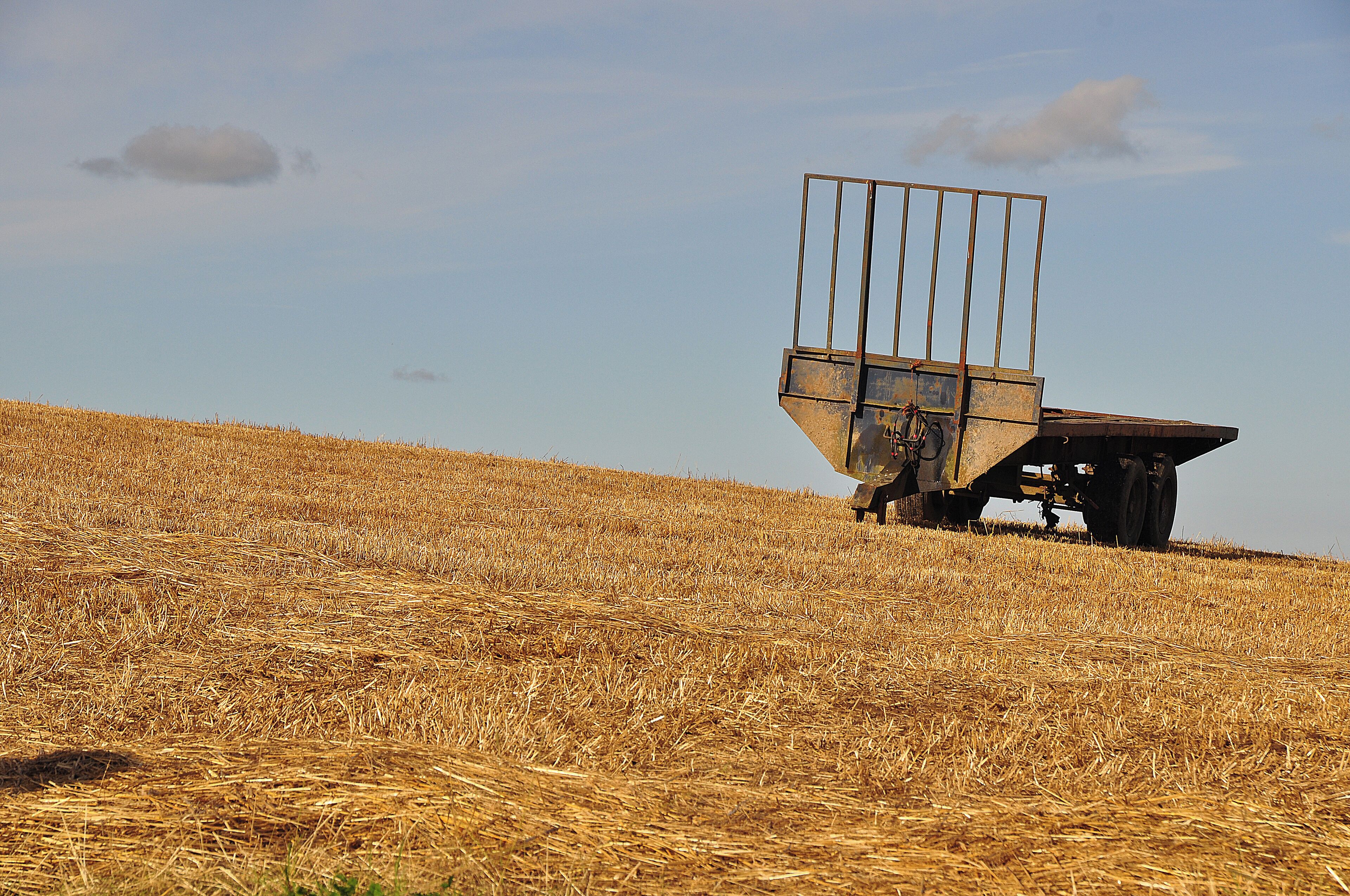 A tractor with a trailer in a field of golden wheat under a clear sky.