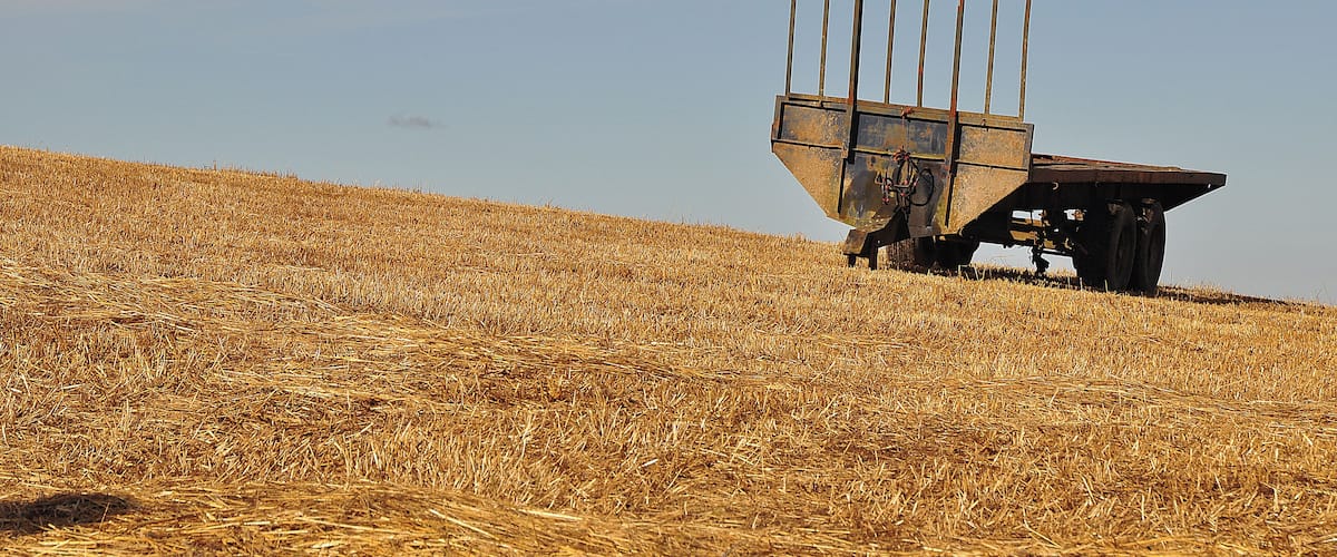 A tractor with a trailer in a field of golden wheat under a clear sky.