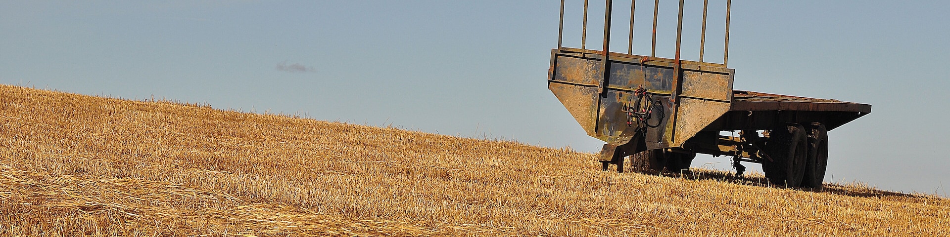 A tractor with a trailer in a field of golden wheat under a clear sky.