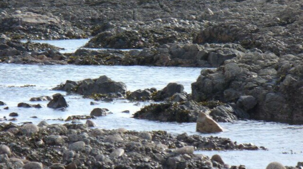East Long Skelly Looking out to sea over the wave-cut platform at Johnshaven.