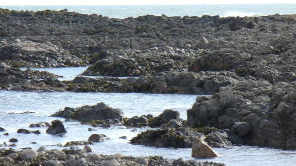 A rocky shoreline with scattered boulders and seaweed.