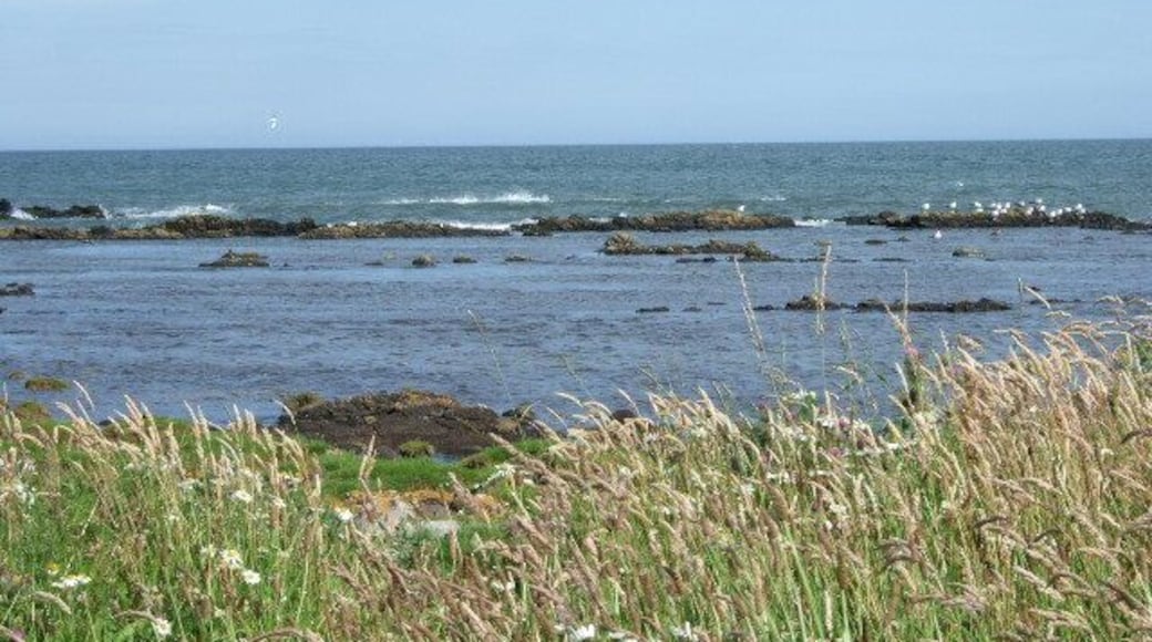 Seabirds at Doolie Ness