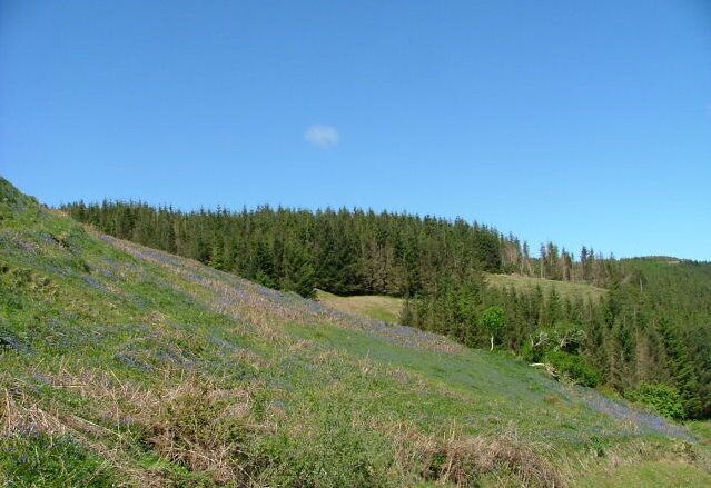 Forestry Plantation. East of the Aird of Sleat.
