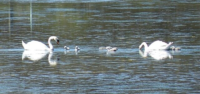 Mute Swans (Cygnus olor) This pair of swans has hatched a brood of eight cygnets.