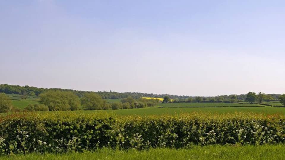 A green field with a hedge in the foreground and a tree line in the background.