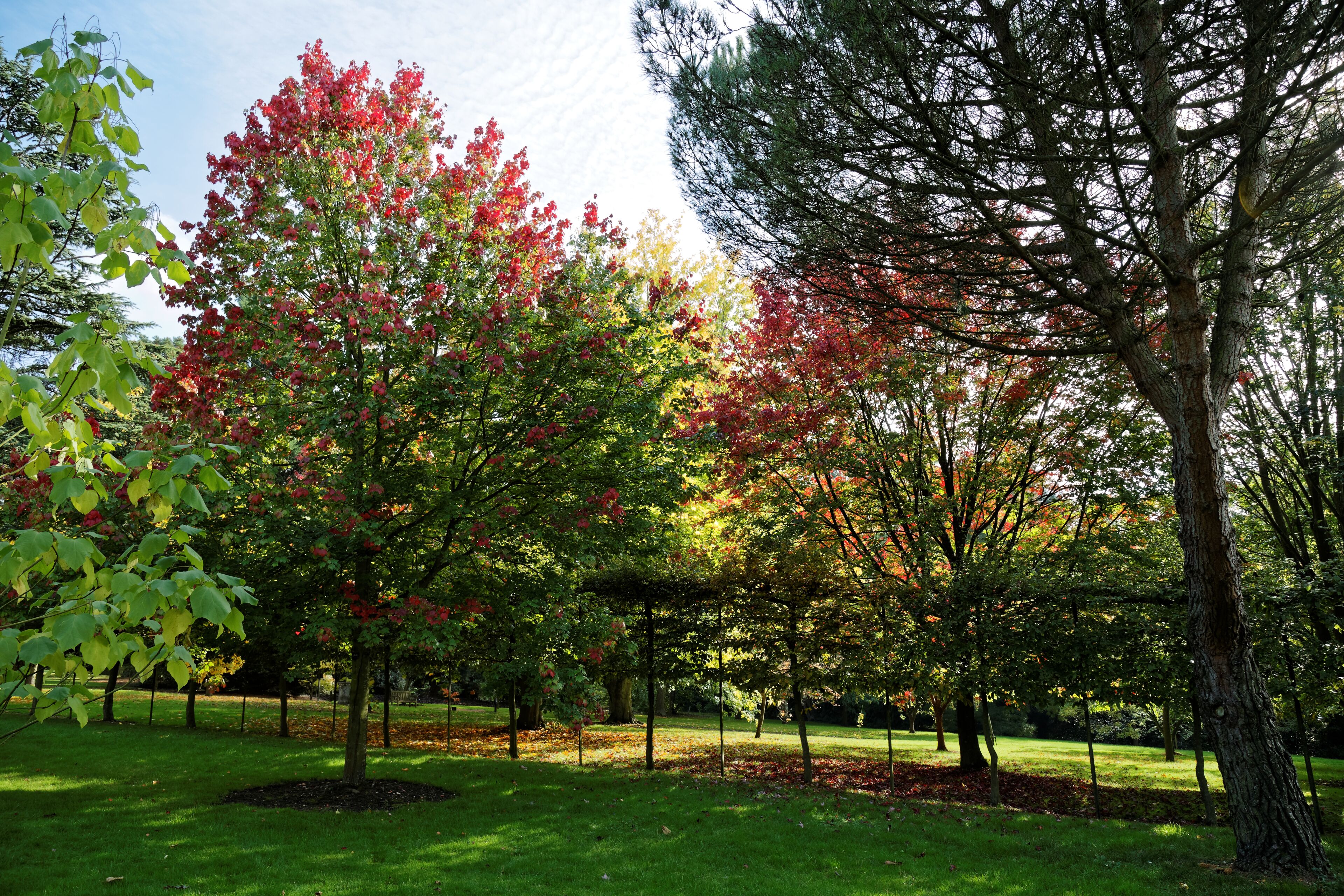 Red maple, or Swamp, Water or Soft maple, Acer rubrum 'October Glory' at The Beale Arboretum to the west of West Lodge Park Hotel, at Hadley Wood in Enfield, London, England. This tree was awarded 'Champion Tree' by The Tree Register in 2013. Software: RAW file lens-corrected, optimized and converted to JPEG with DxO OpticsPro 10 Elite, and likely further optimized and/or cropped and/or spun with Adobe Photoshop CS2.