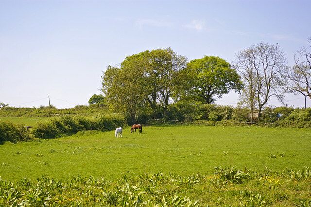Horses grazing at Slopers Pond Farm, Stagg Hill, Hertfordshire