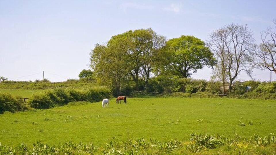Horses grazing at Slopers Pond Farm, Stagg Hill, Hertfordshire