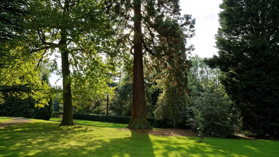 Sunlight through trees in The Beale Arboretum to the west of West Lodge Park Hotel, at Hadley Wood in Enfield, London, England. Software: RAW file lens-corrected, optimized and converted to JPEG with DxO OpticsPro 10 Elite, and likely further optimized and/or cropped and/or spun with Adobe Photoshop CS2.