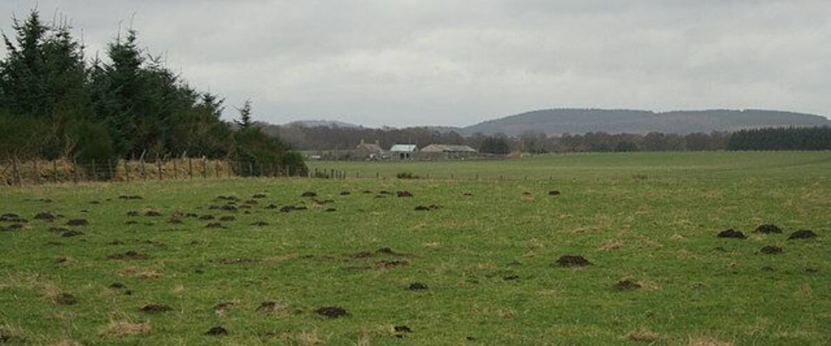 A grassy field with several mounds, a forested area to the left, and distant hills under a cloudy sky.