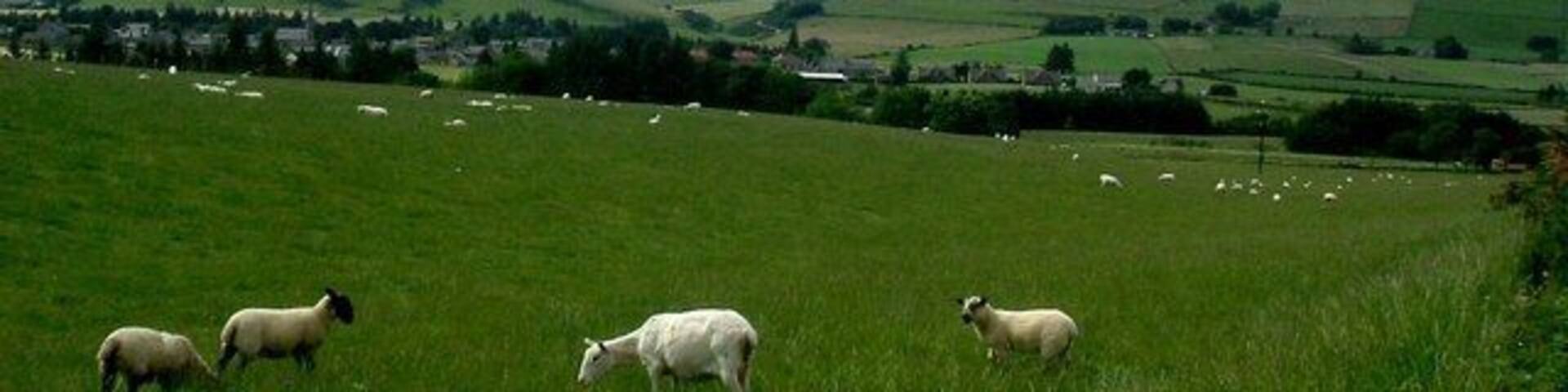 View from near Cottown of Rhynie Over Rhynie, and to Tap o'Noth