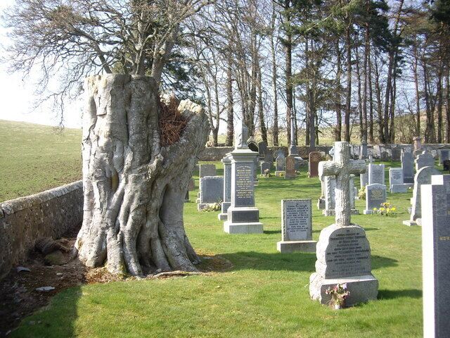 Massive tree stump In Rhynie cemetery.