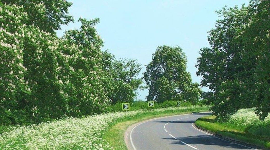 A417 from Buscot to Faringdon Blossom time in May