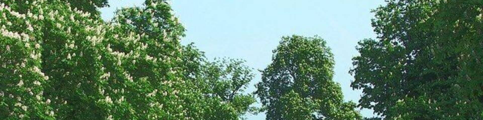 A417 from Buscot to Faringdon Blossom time in May