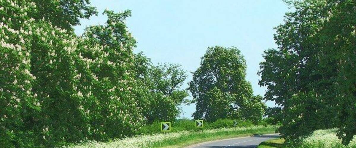 A curving country road flanked by lush green fields and trees.