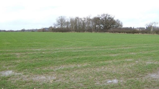 Flat fields of the Vale This view north, close by 307339 continues the theme of typical scenery in the Vale of White Horse. Unnamed copse in shot is not featured on Landranger map.