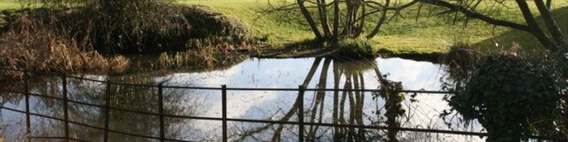 Pond at Little Coxwell