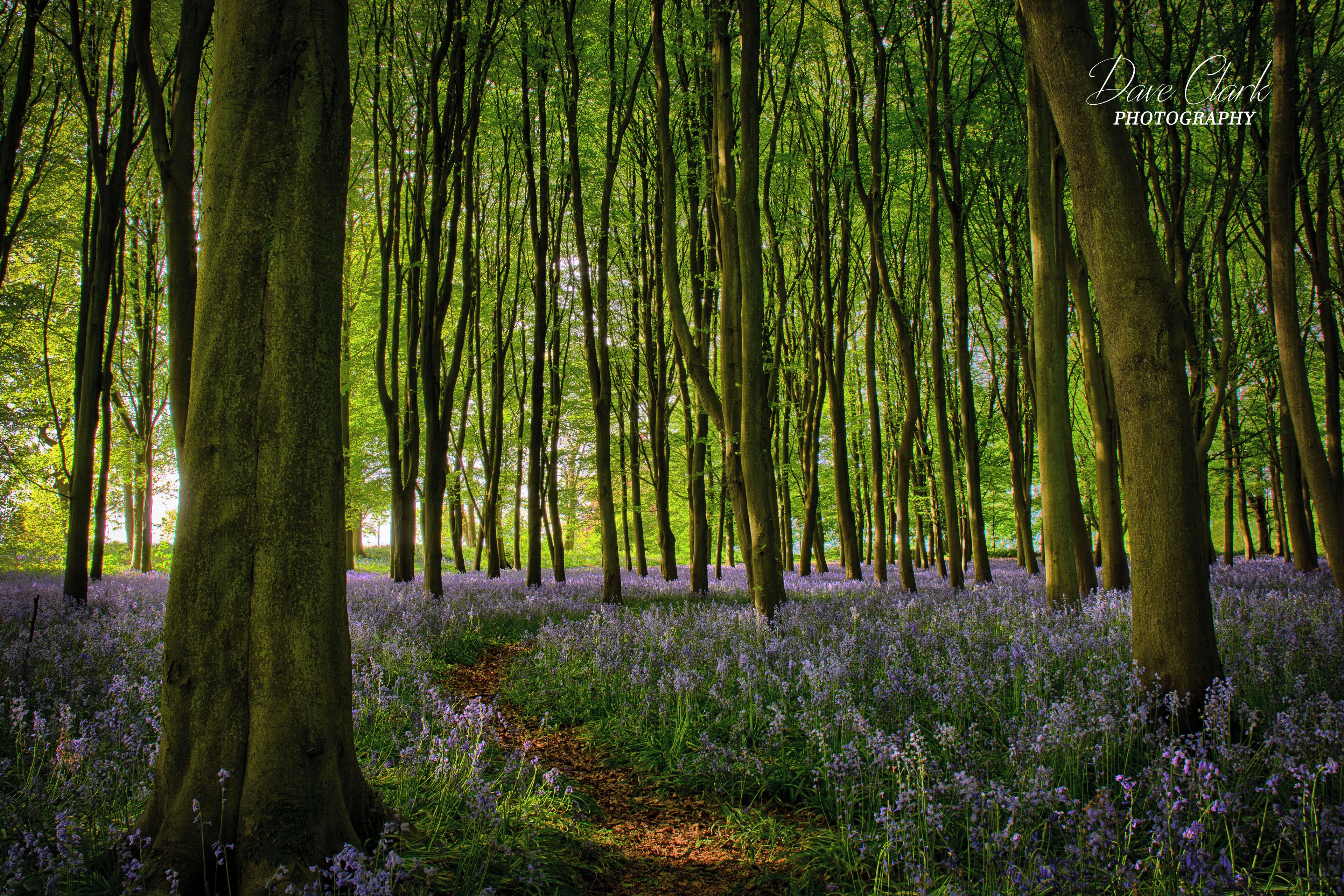 Great spot for bluebells. Free parking too 😊