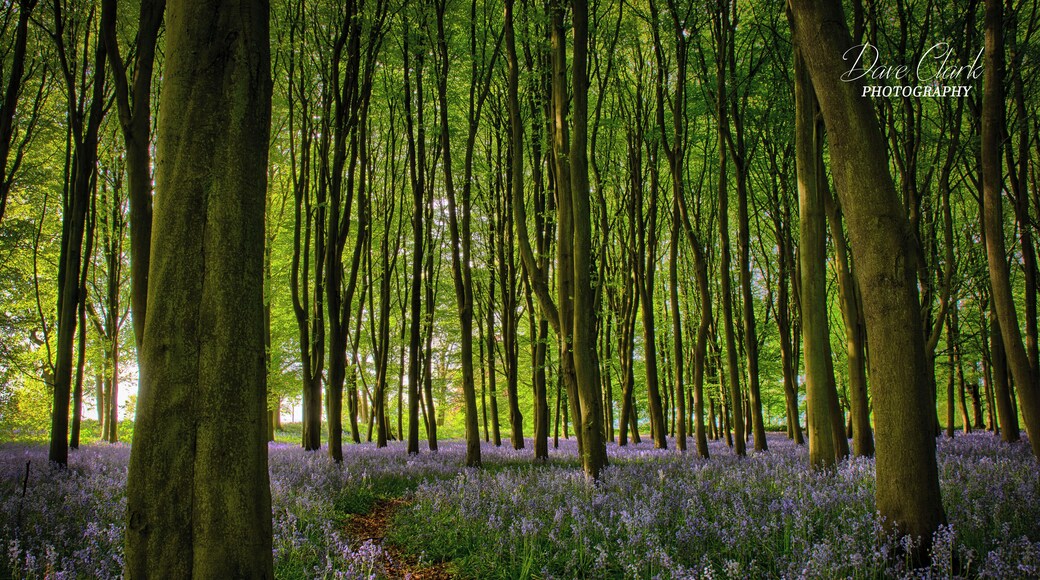 Great spot for bluebells. Free parking too 😊