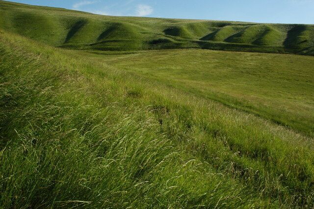 The Manger The Manger is a dry coombe below Whitehorse Hill, here it is viewed from the north and the low mid-summer evening sun is highlighting the rippled side of the coombe, these were formed at the end of the last Ice Age and are known locally as 'Steps'.