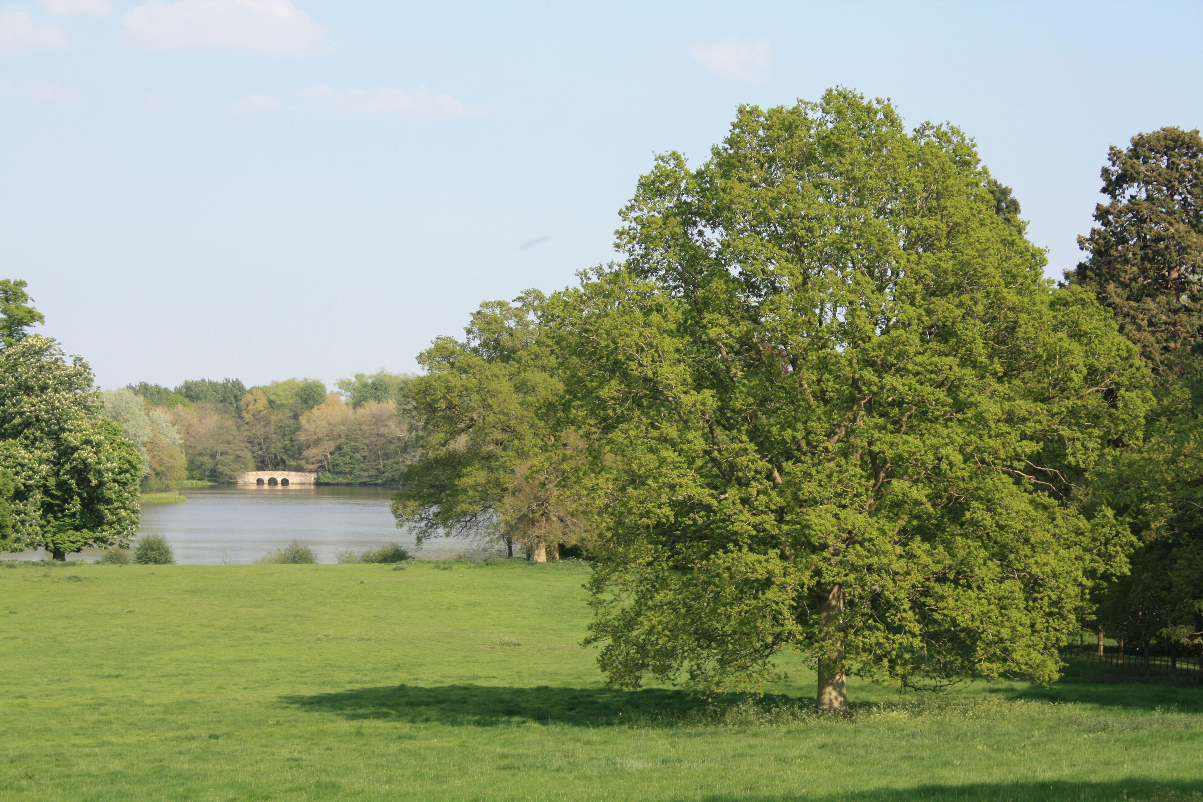 Um lago rodeado por árvores verdes e exuberantes e um campo gramado.