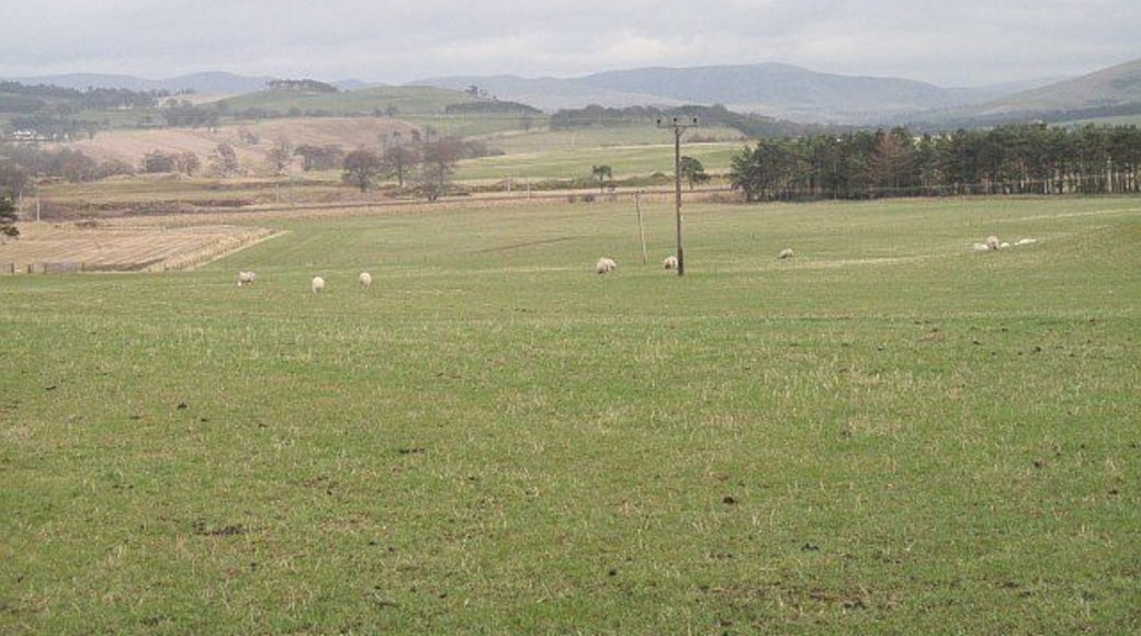 Grassland, Muirhouse Sheep grazing between road and West Coast main line.