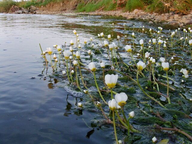 Crowsfoot on the Ribble