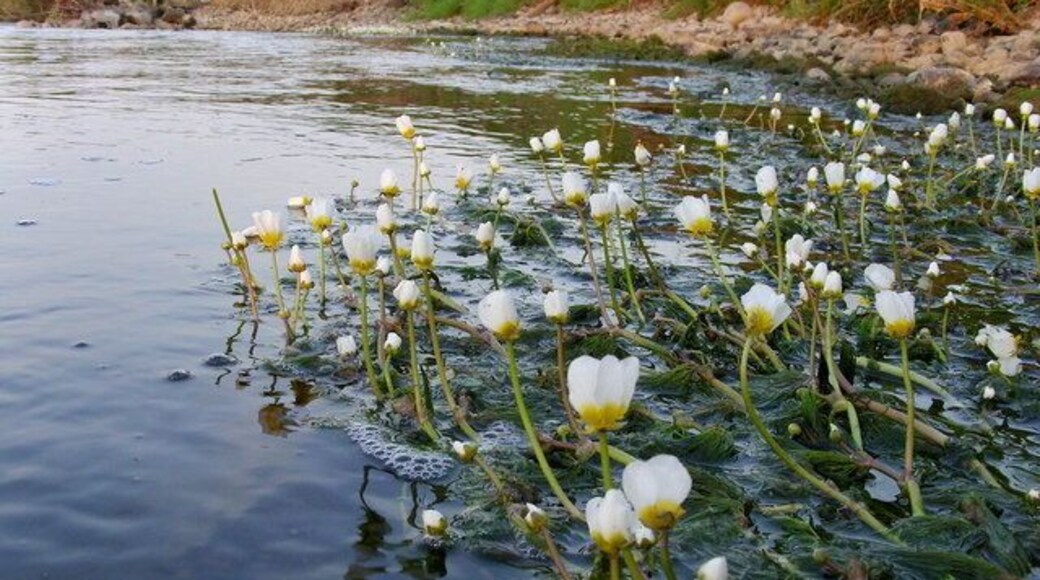 Crowsfoot on the Ribble