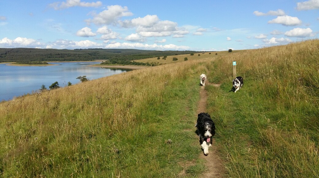 A nice round walk. Either park at the car park or on the bridge for free.
There are a few hilly parts and through cattle and sheep in 2 or 3 fields but fairly easy to follow and there is a shop with refreshments and toilets half way around which proved a very welcome rest stop !
#lifeatexpedia #adventures #adventure