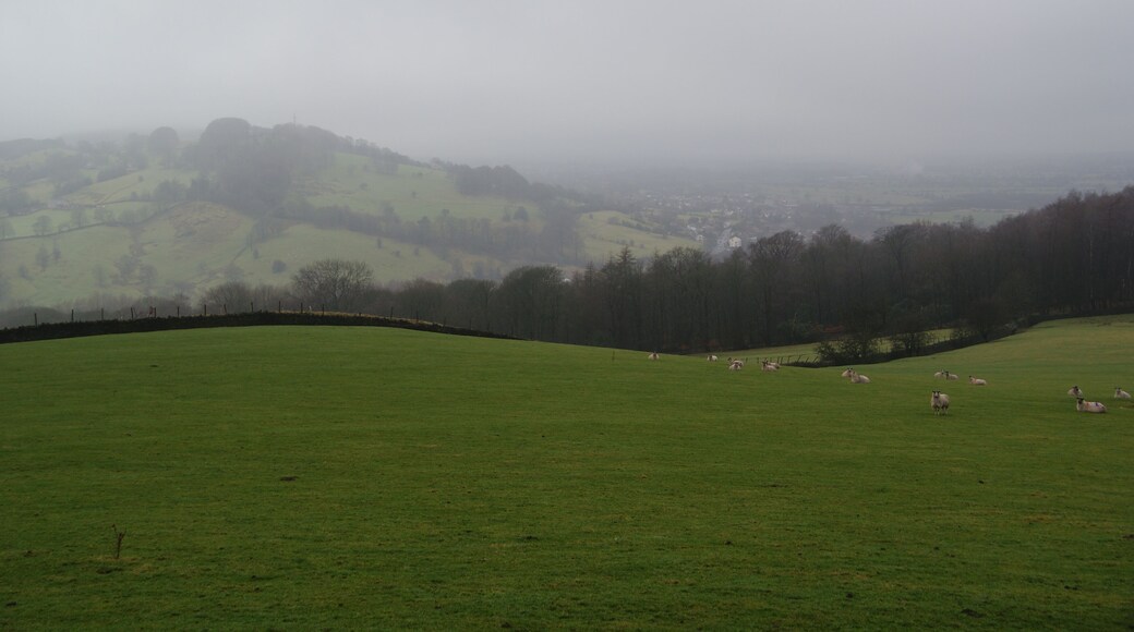 Sheep on the side of Clerk Hill
