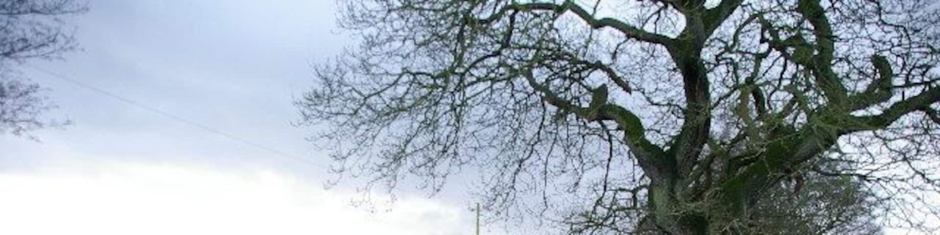 Alder House Farm. Road leading to Alder House Farm which can be seen in the distance