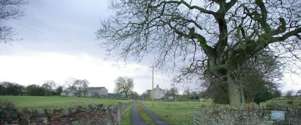 A rural road with a stone wall on one side and a large tree on the other.