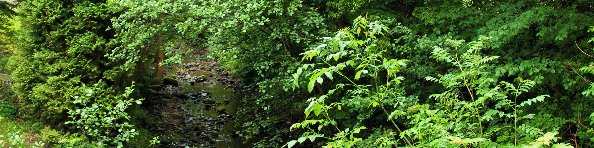 The Bashall Brook in Braddupp Wook